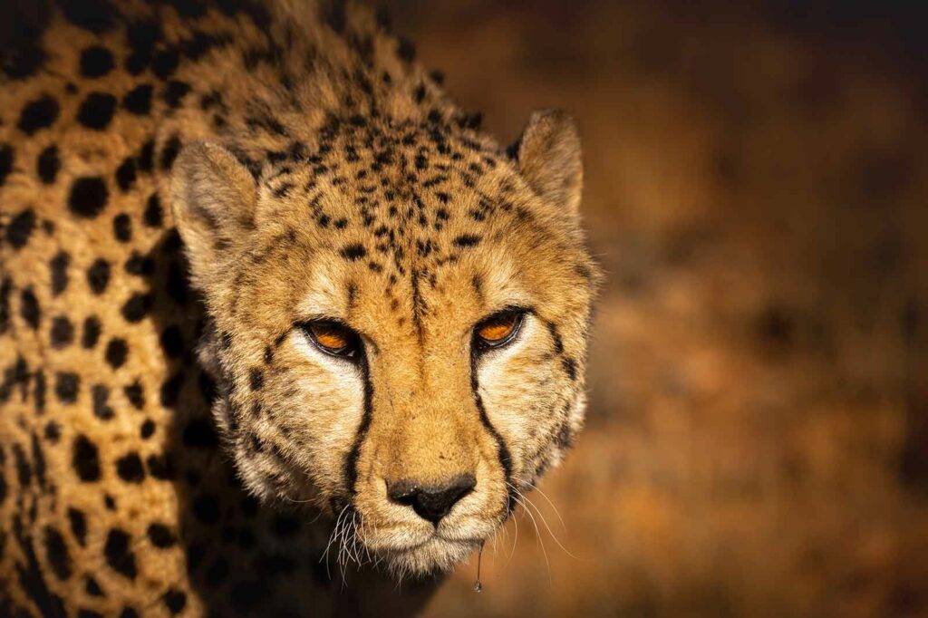 Up Close with a Cheetah