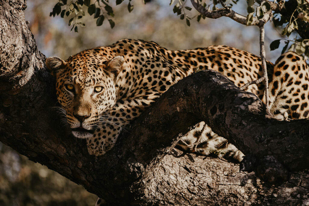 nThambo Safari Leopard