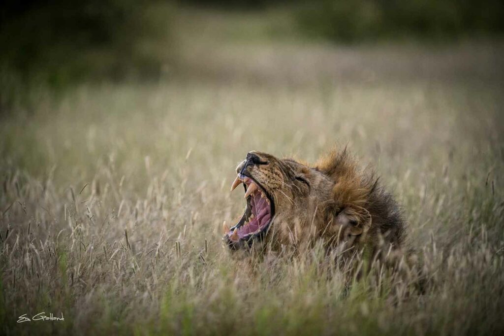 Vuyela Lion Roaring
