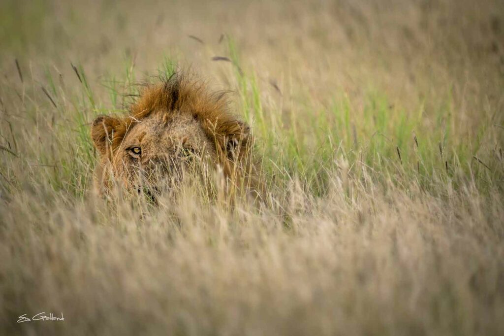 Lions of the Klaserie