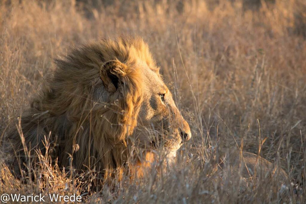 Vuyela Male Lion