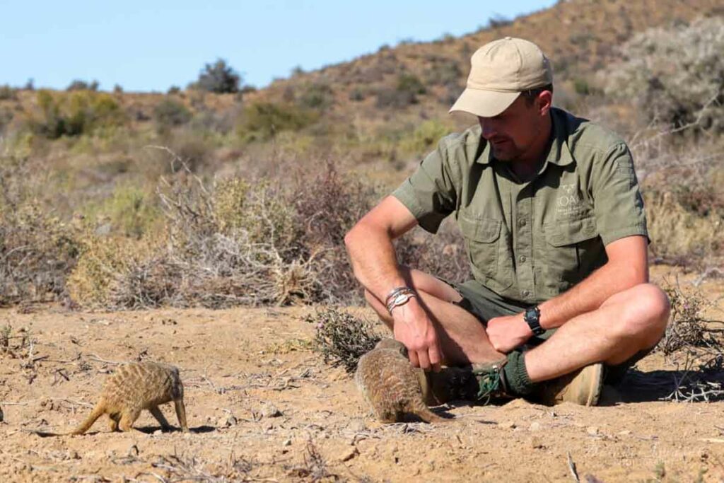 Meerkats in the Karoo