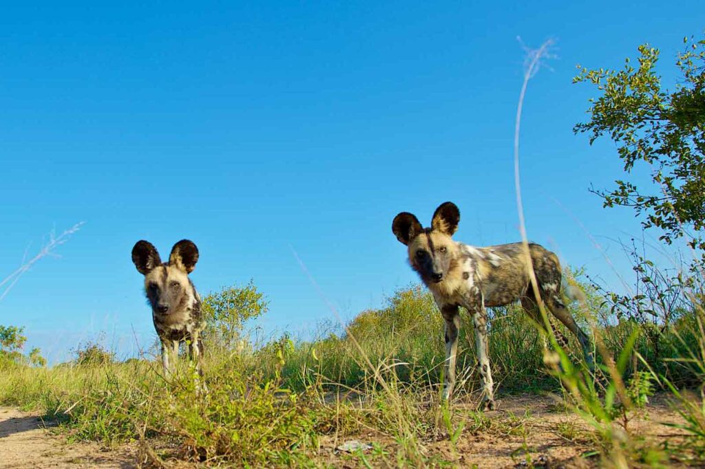 African Wild Dogs