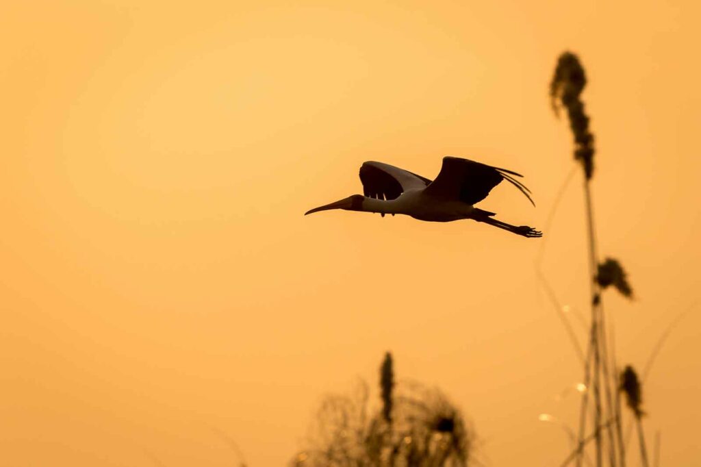 mankwe birding in khwai
