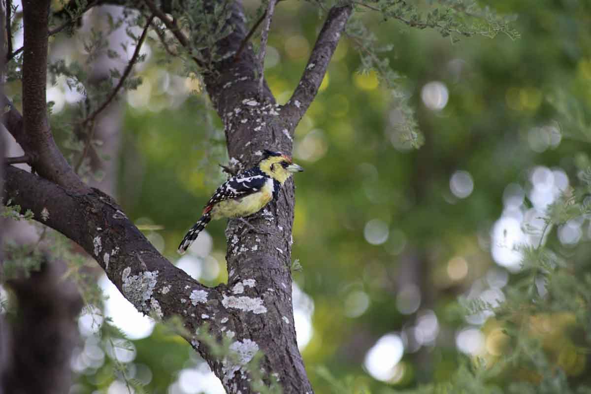 Crested Barbet Birding Mankwe