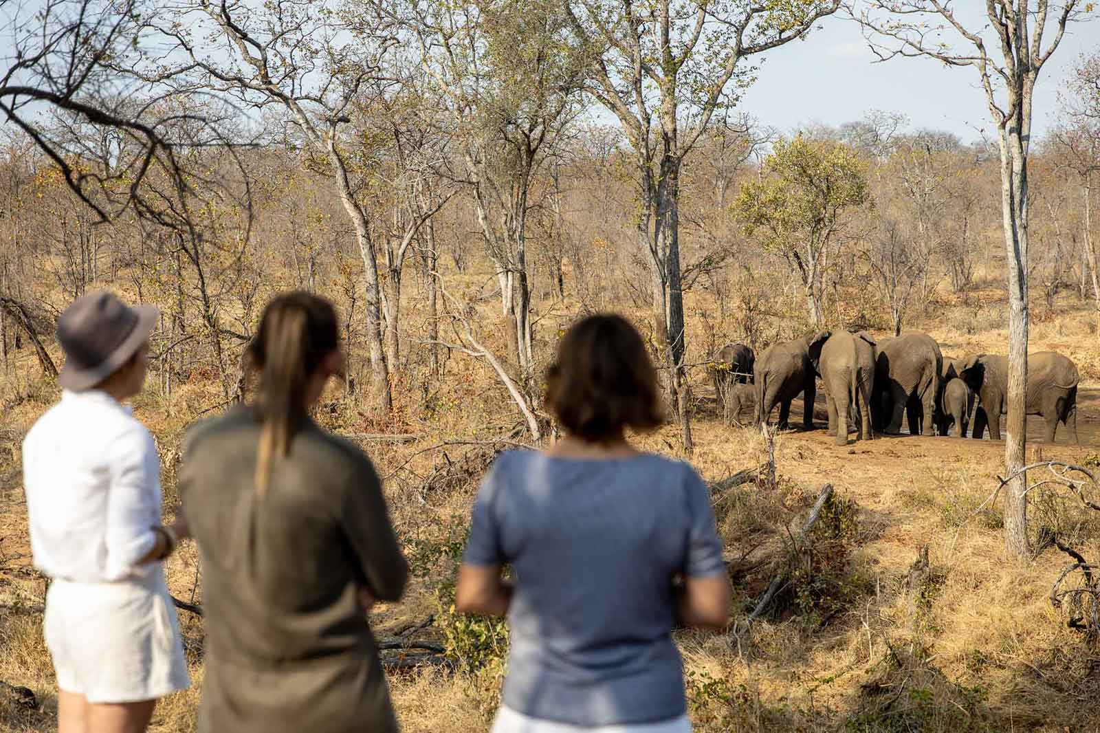 Elephants at the Waterhole