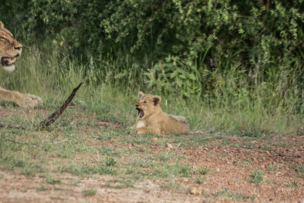 Lion Cubs in the Klaserie