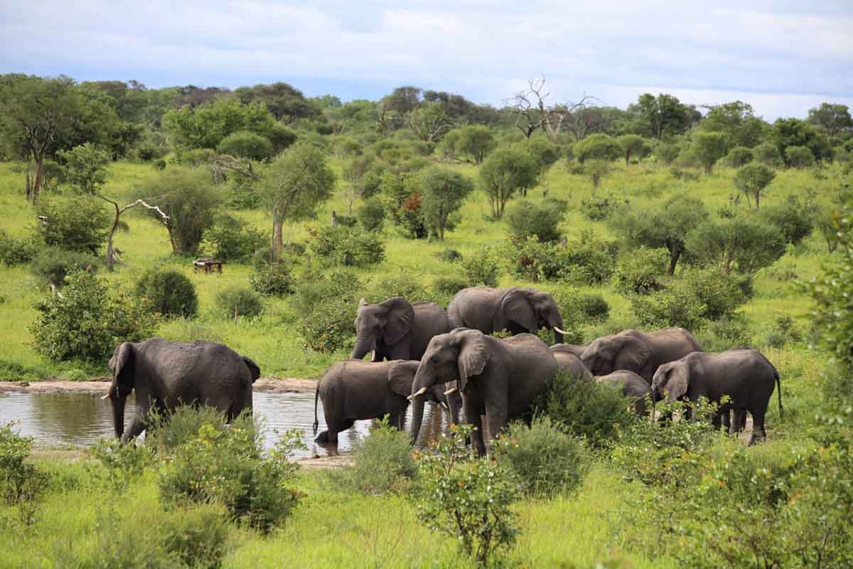 Mankwe Tented Retreat Waterhole
