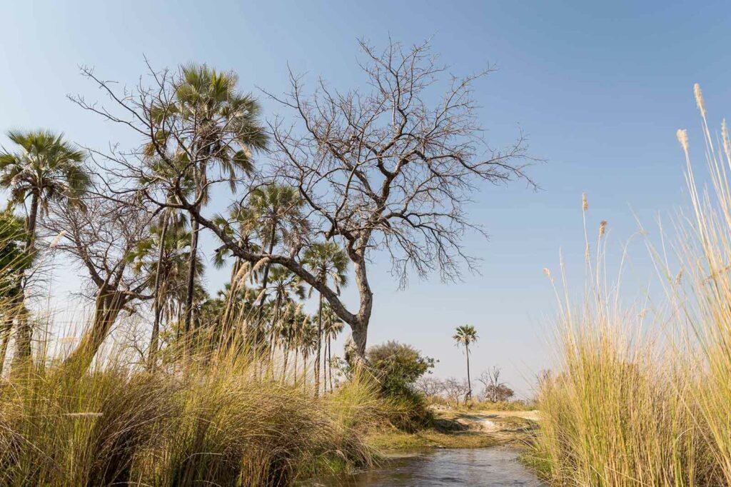 Botswana mobile safaris scenes