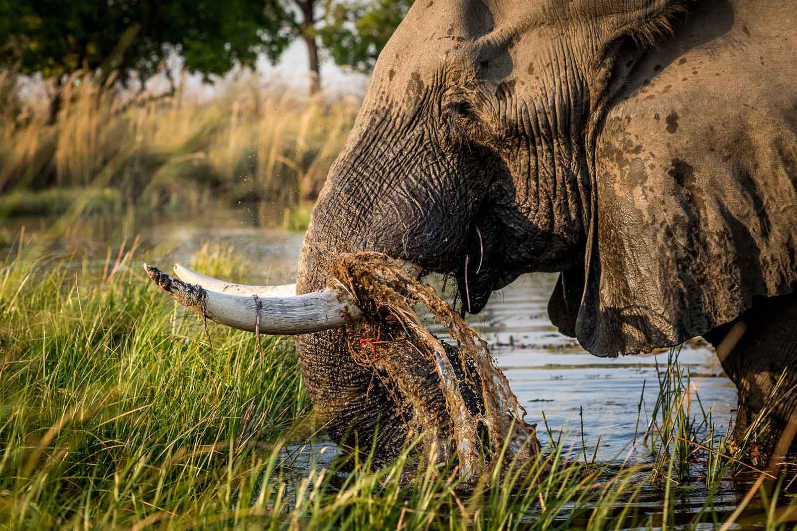 Elephants Okavango Delta