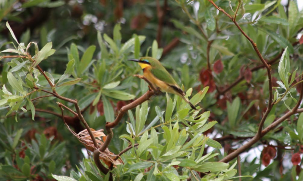 Little Bee Eater