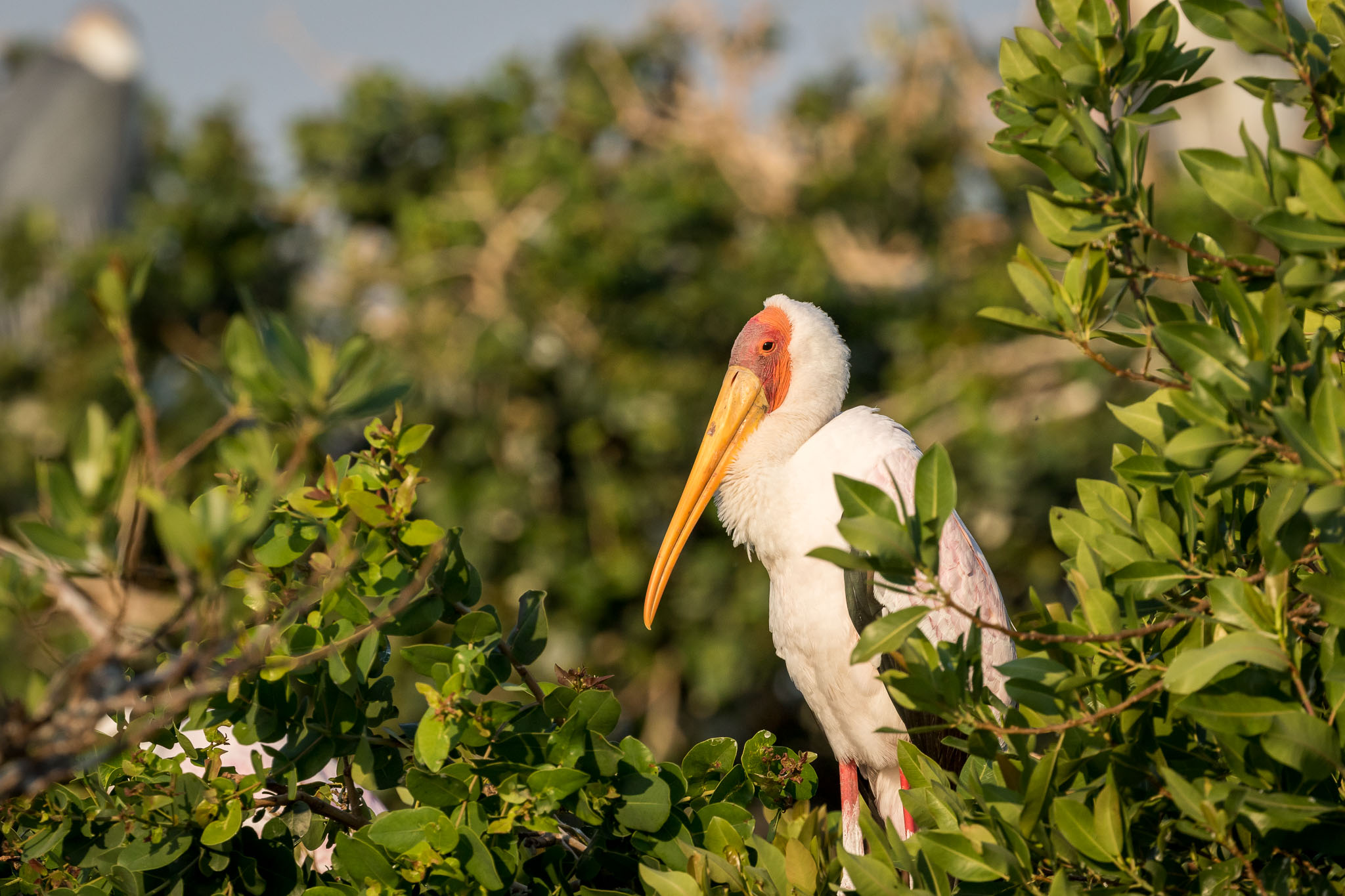 Okavango Delta Spoonbill