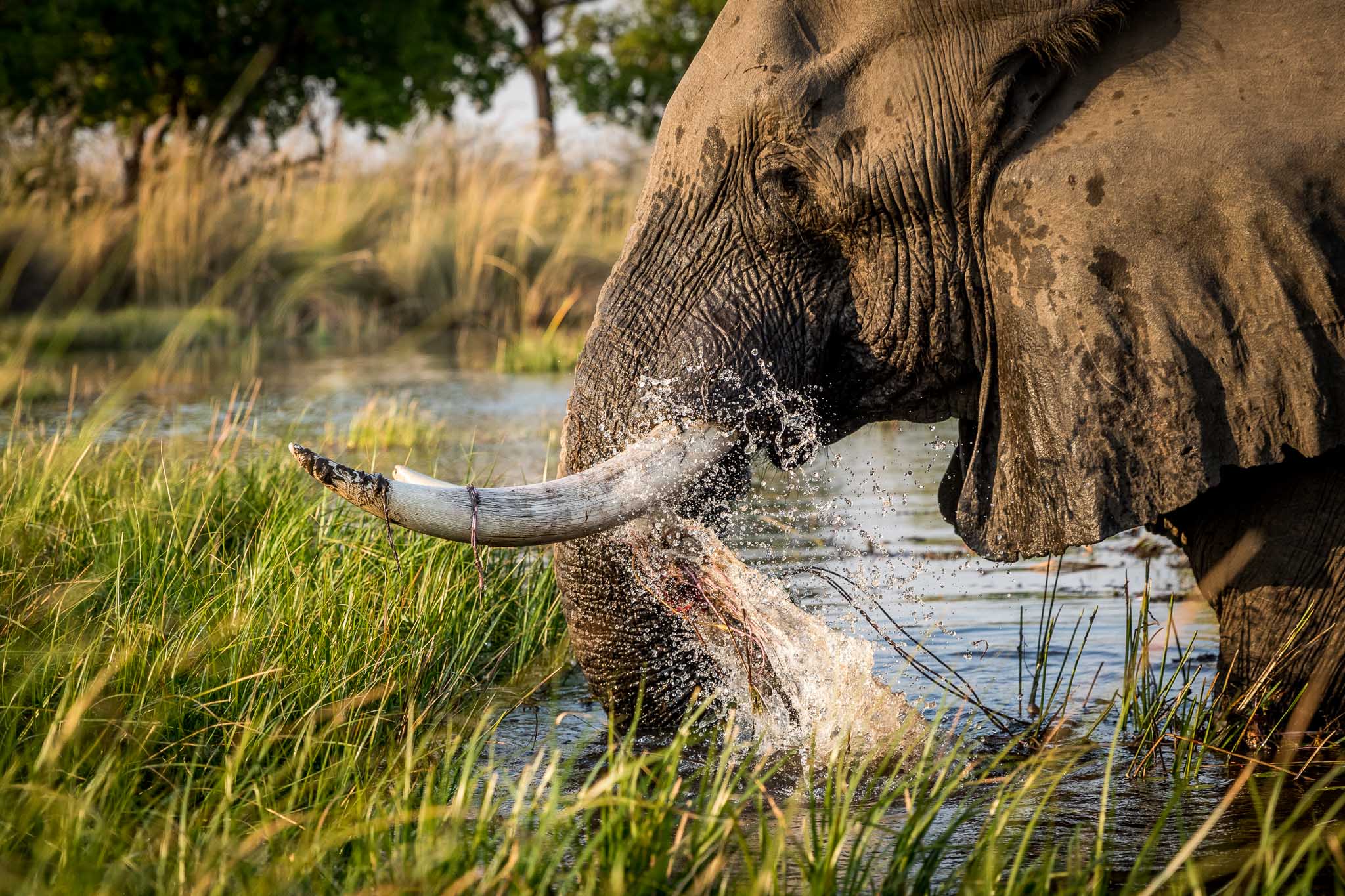 Elephants in the Okavango Delta