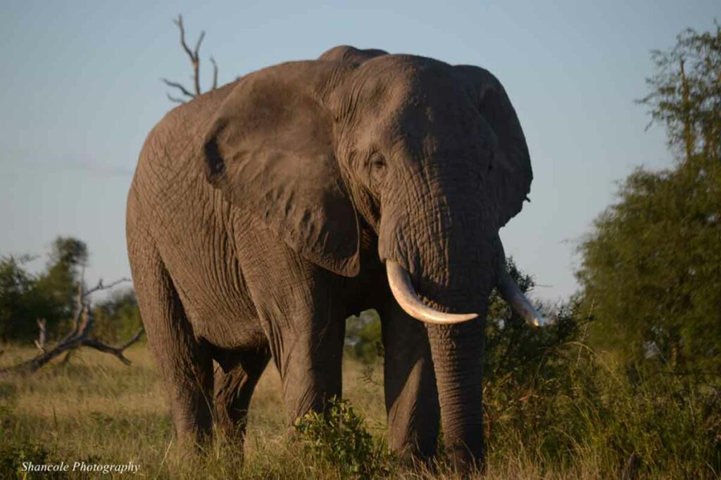 Jumbo at Umkumbe