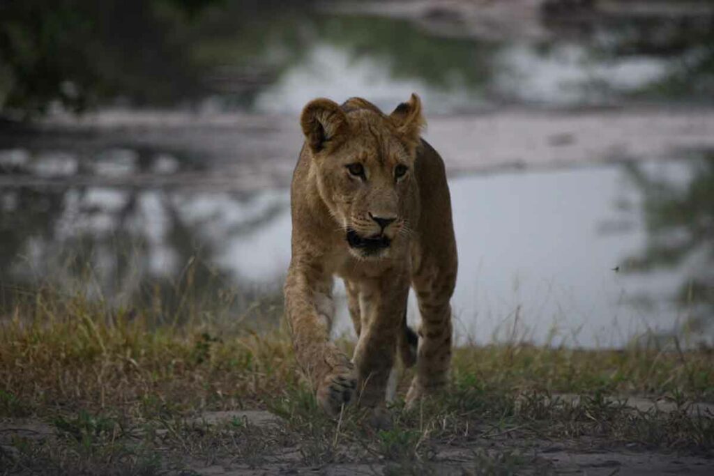 Lion Cubs of Mankwe Tented Retreat
