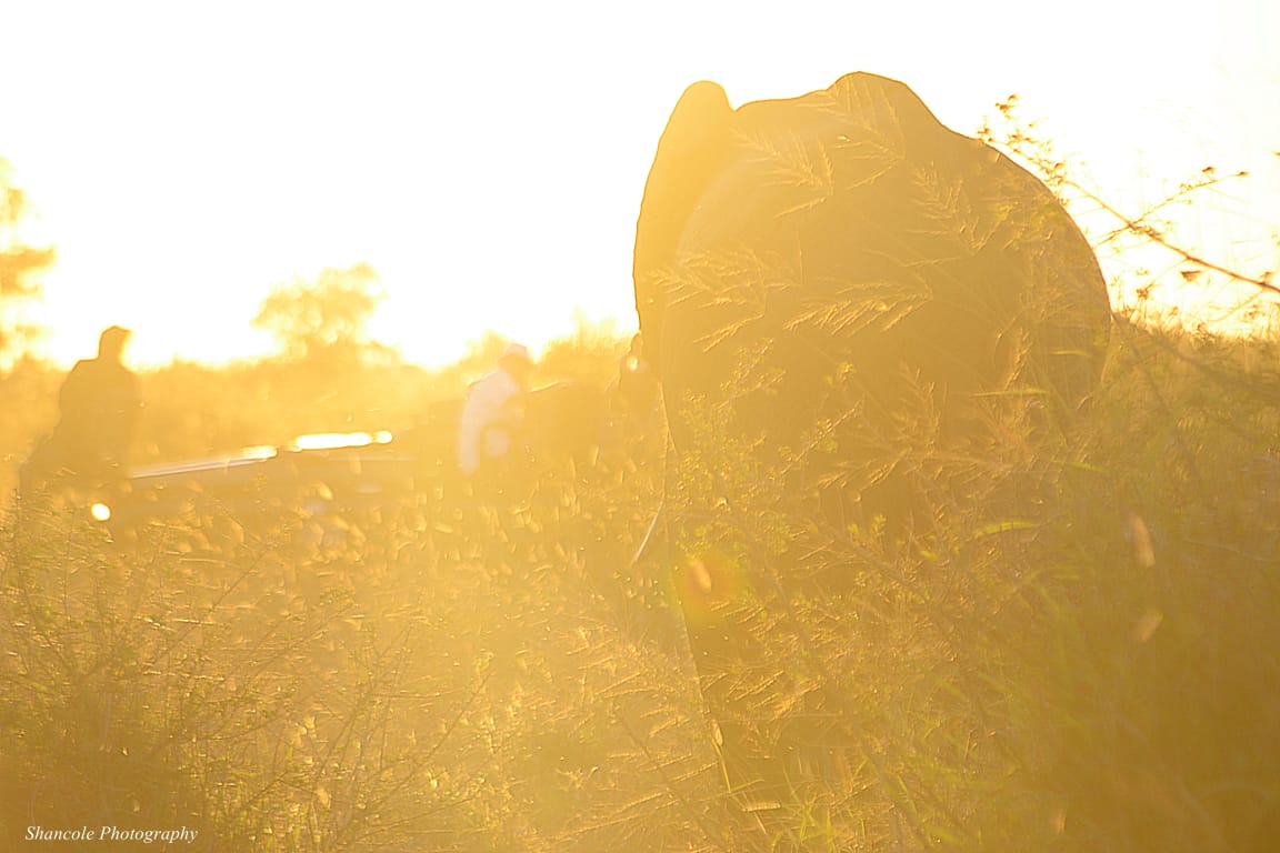 Elephants at Sunset