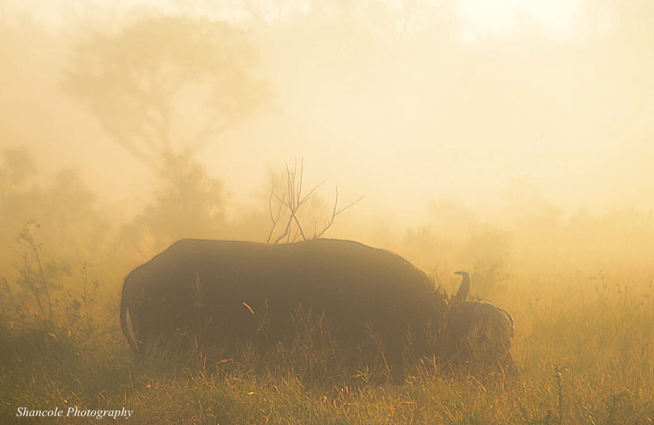 Buffalo in Golden Light