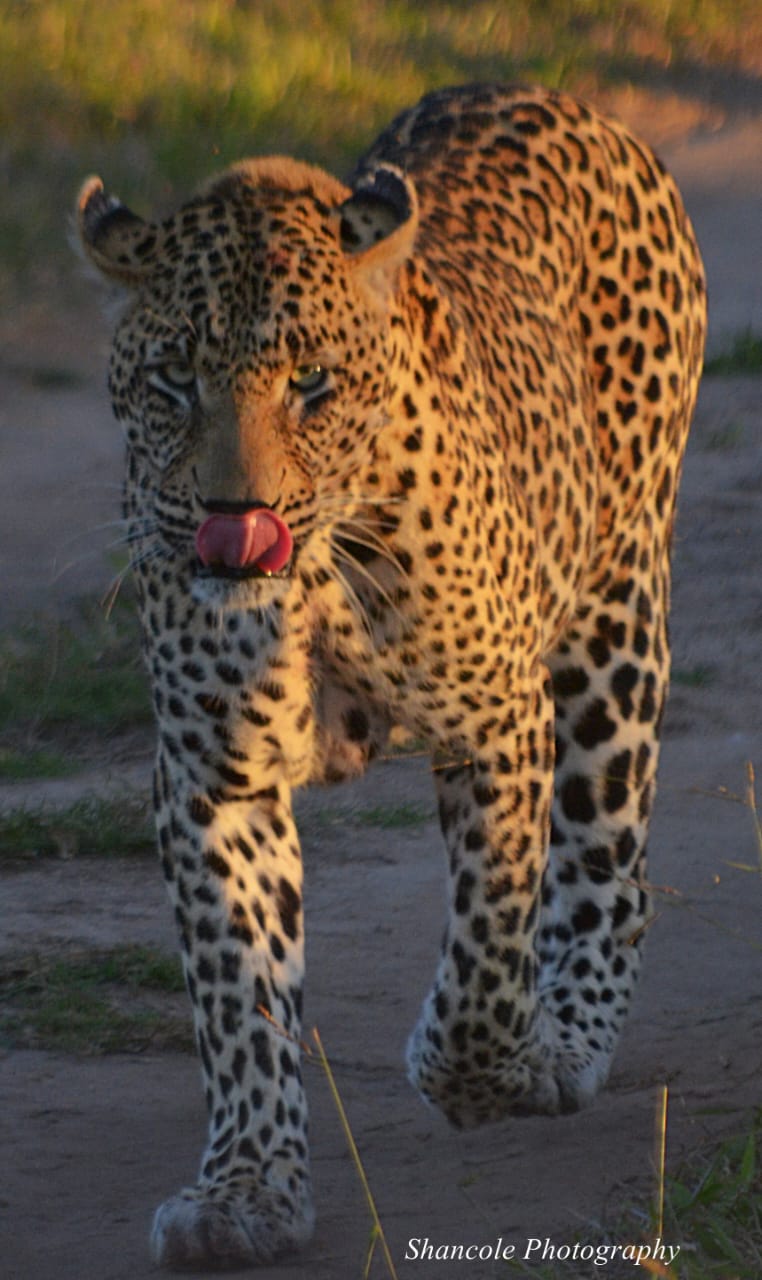 Leopard on the Prowl