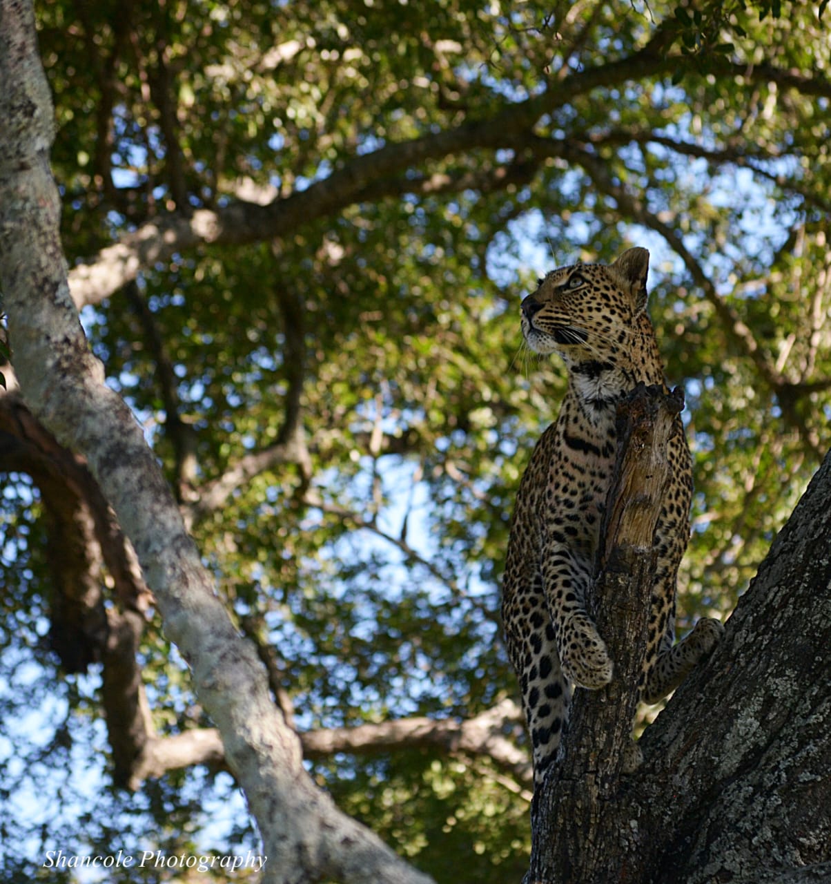 Leopard in Tree