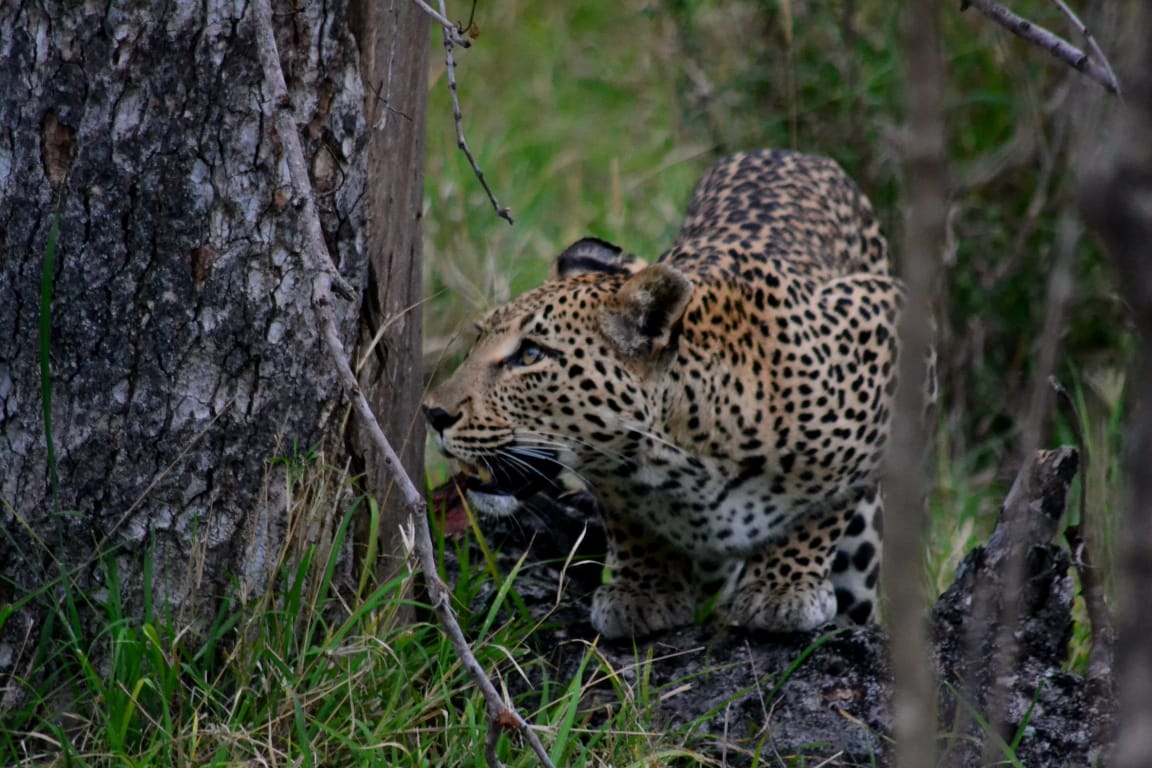 Leopard on the Prowl