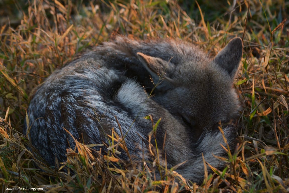Young Jackal Pup in the Wild