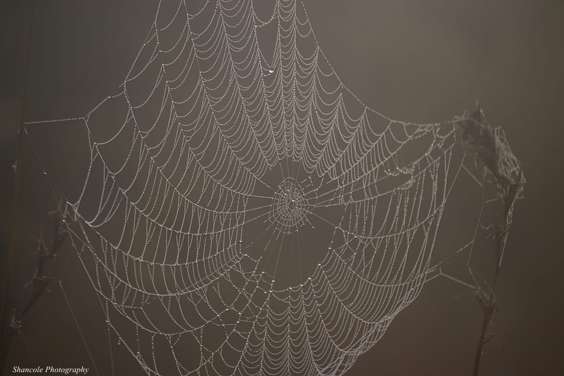 Cobwebs in the Sabi Sand