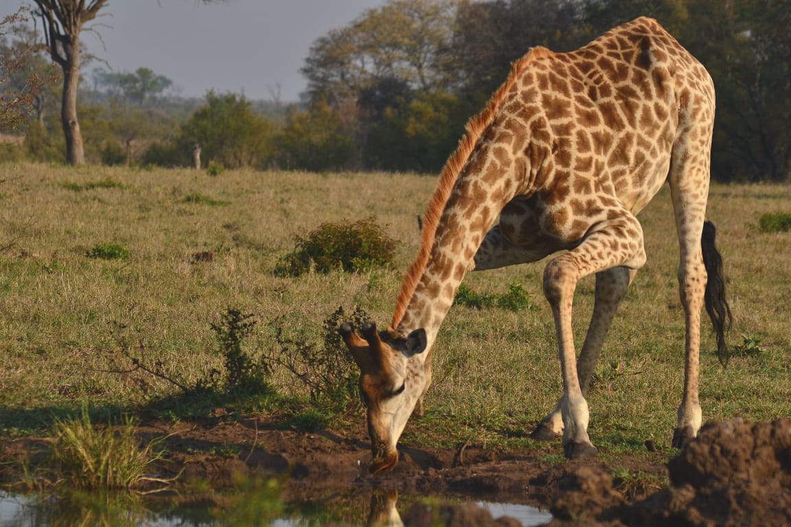 Giraffe in the Sabi Sand