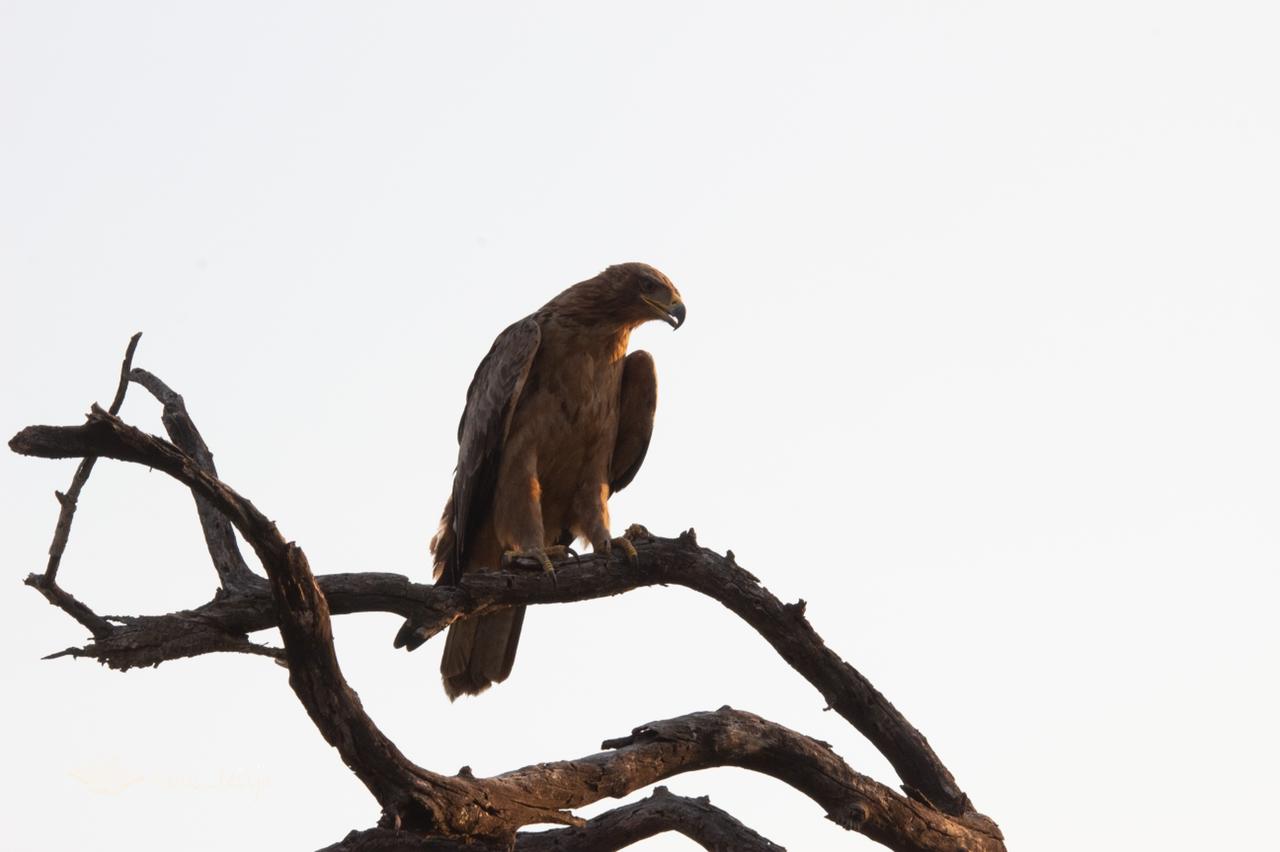 Tawny Eagle