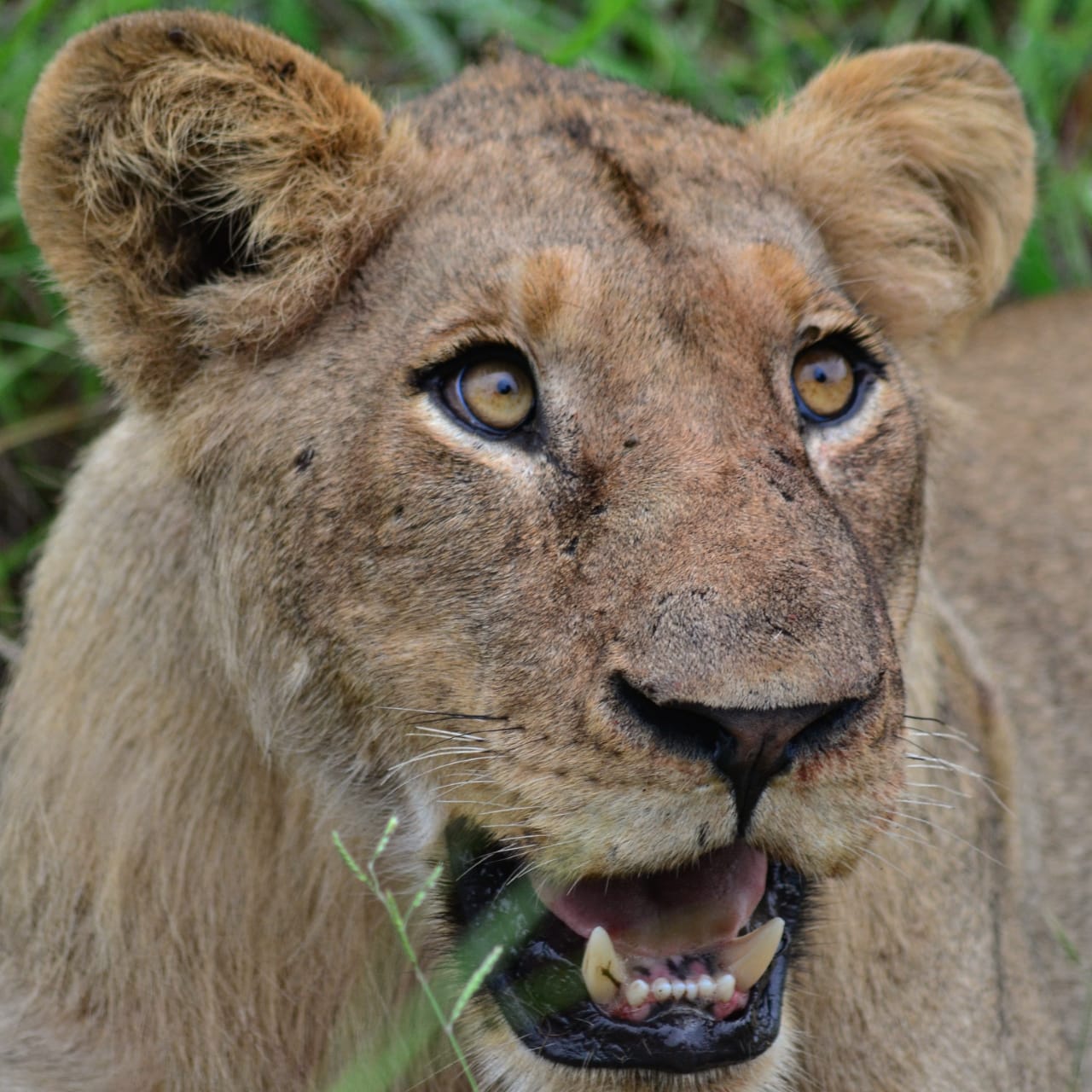 Lions of Umkumbe Safari Lodge Riverside