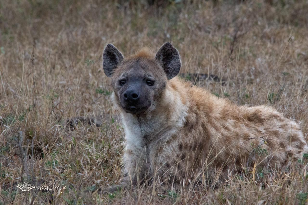 Hyenas of Sabi Sand
