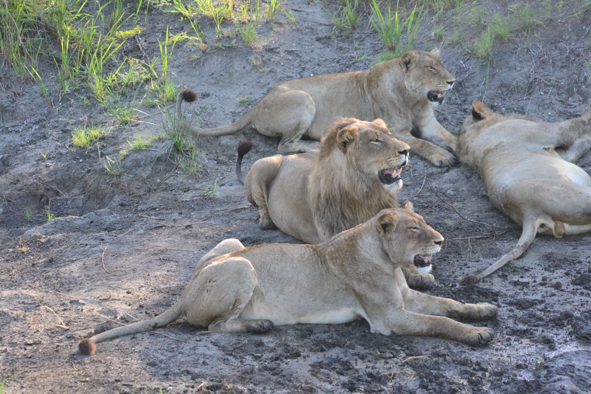 Talamati Pride of Lions