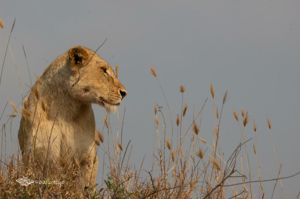 Lion Prides in Umkumbe Safari Lodge Terrain