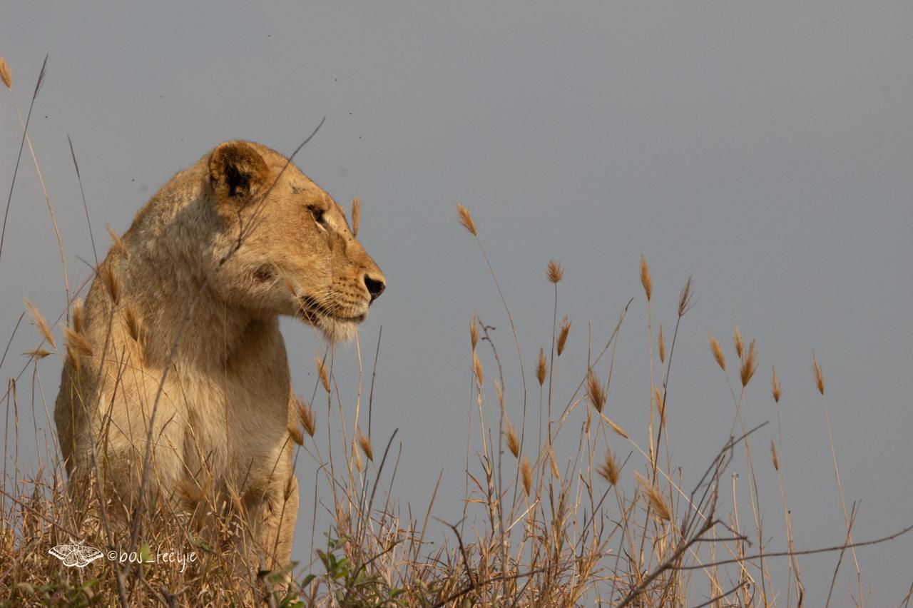 Lion Prides in Umkumbe Safari Lodge Terrain
