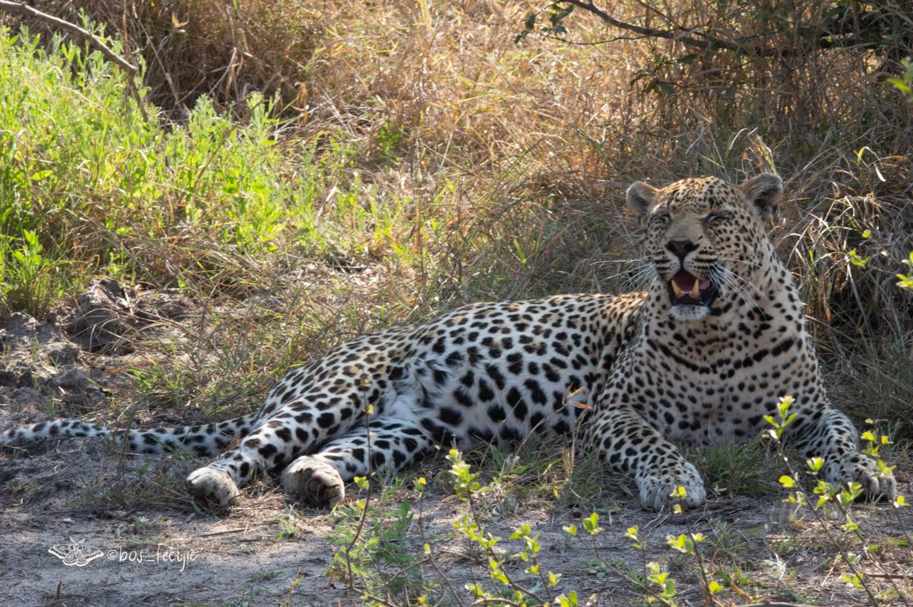 Leopards of the Sabi Sand