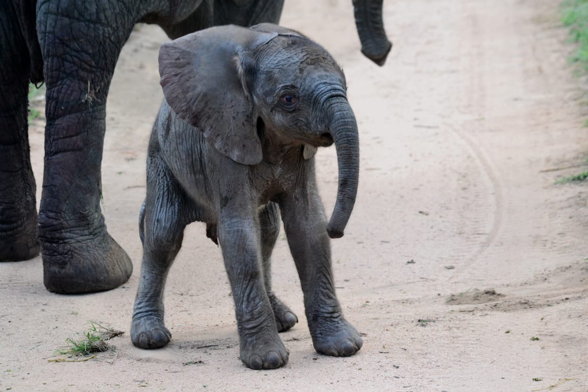 Elephant Calf in Sabi Sand