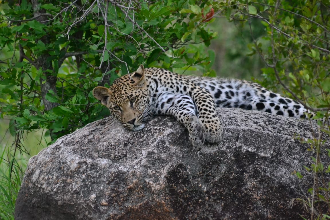 Leopard in Sabi Sand