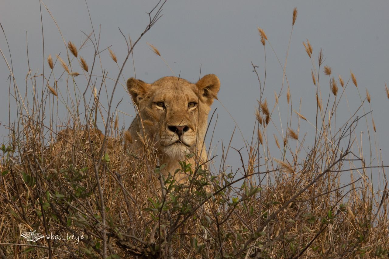 Lions of Umkumbe in Sabi Sand