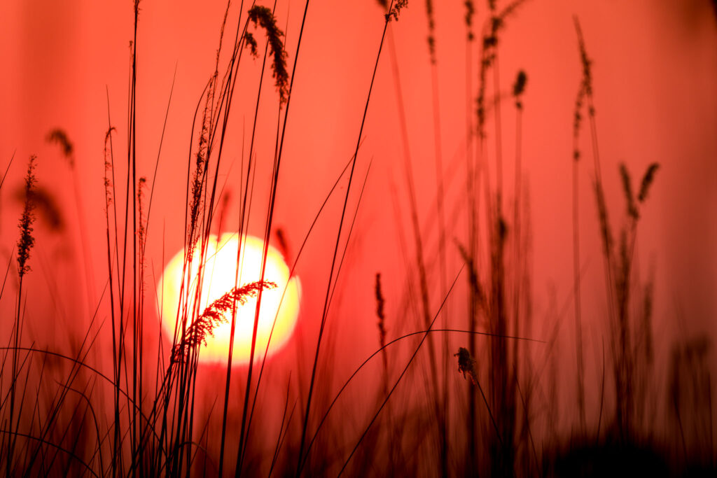 Mboma Sunsets in the Okavango Delta