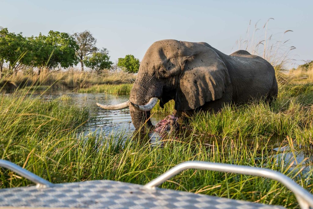 Mboma Island Elephants