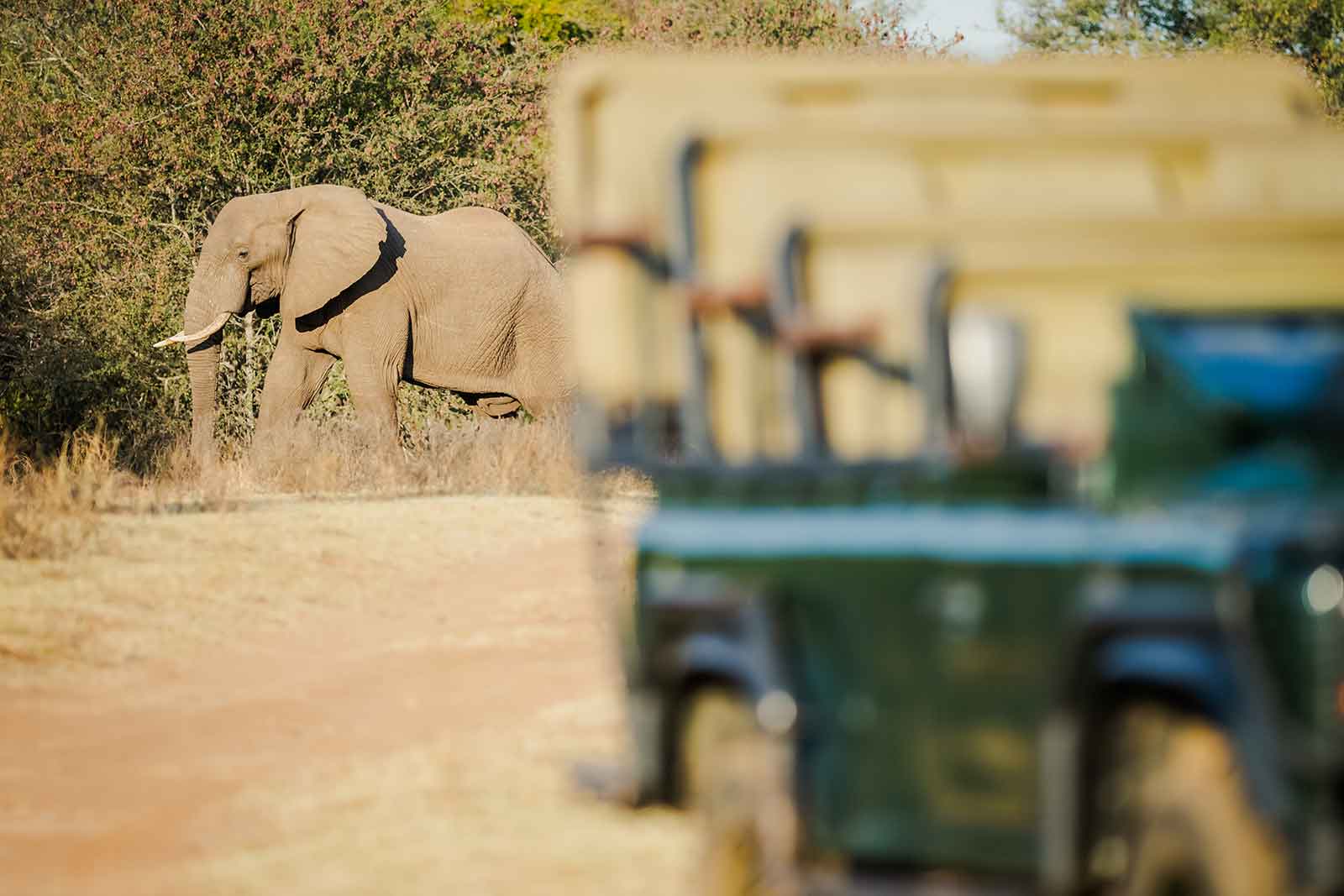 Nambu Camp Elephants