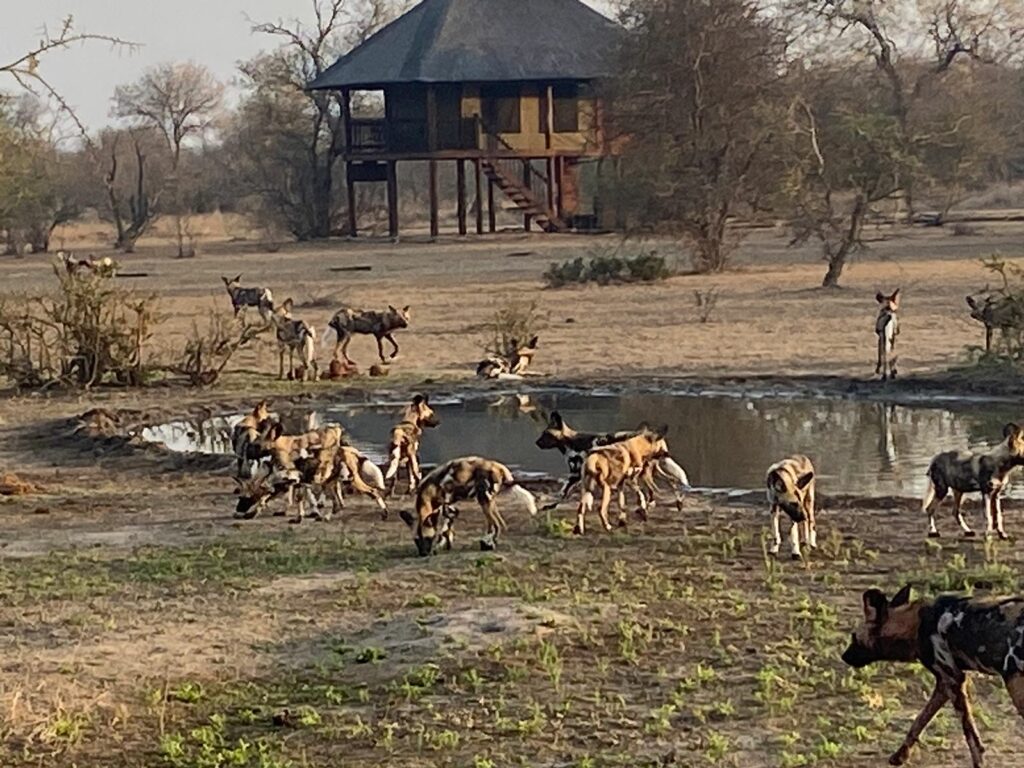African Wild Dogs outside of nThambo Tree Camp