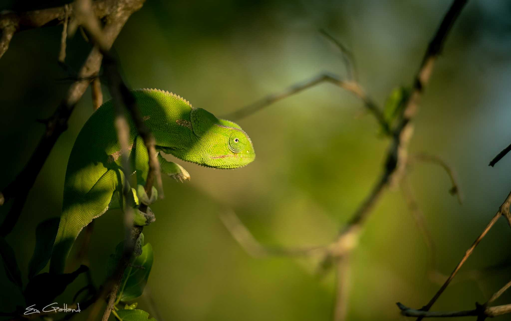 Africa on Foot Chameleon