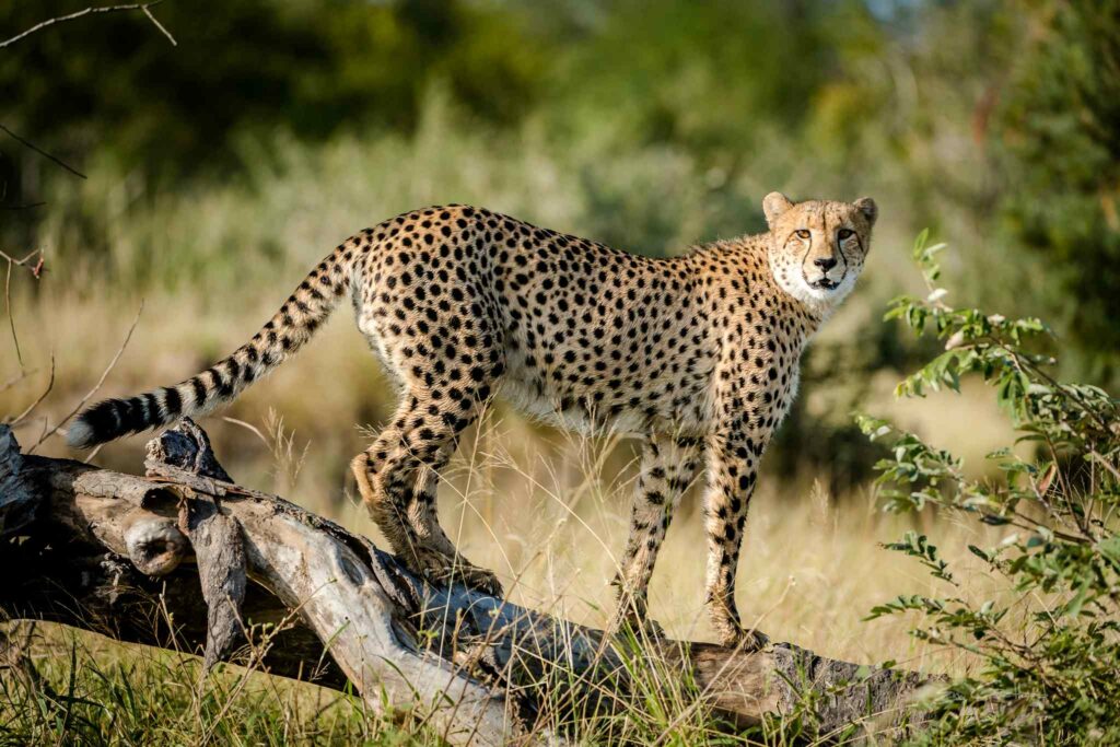 Cheetah Africa on Foot