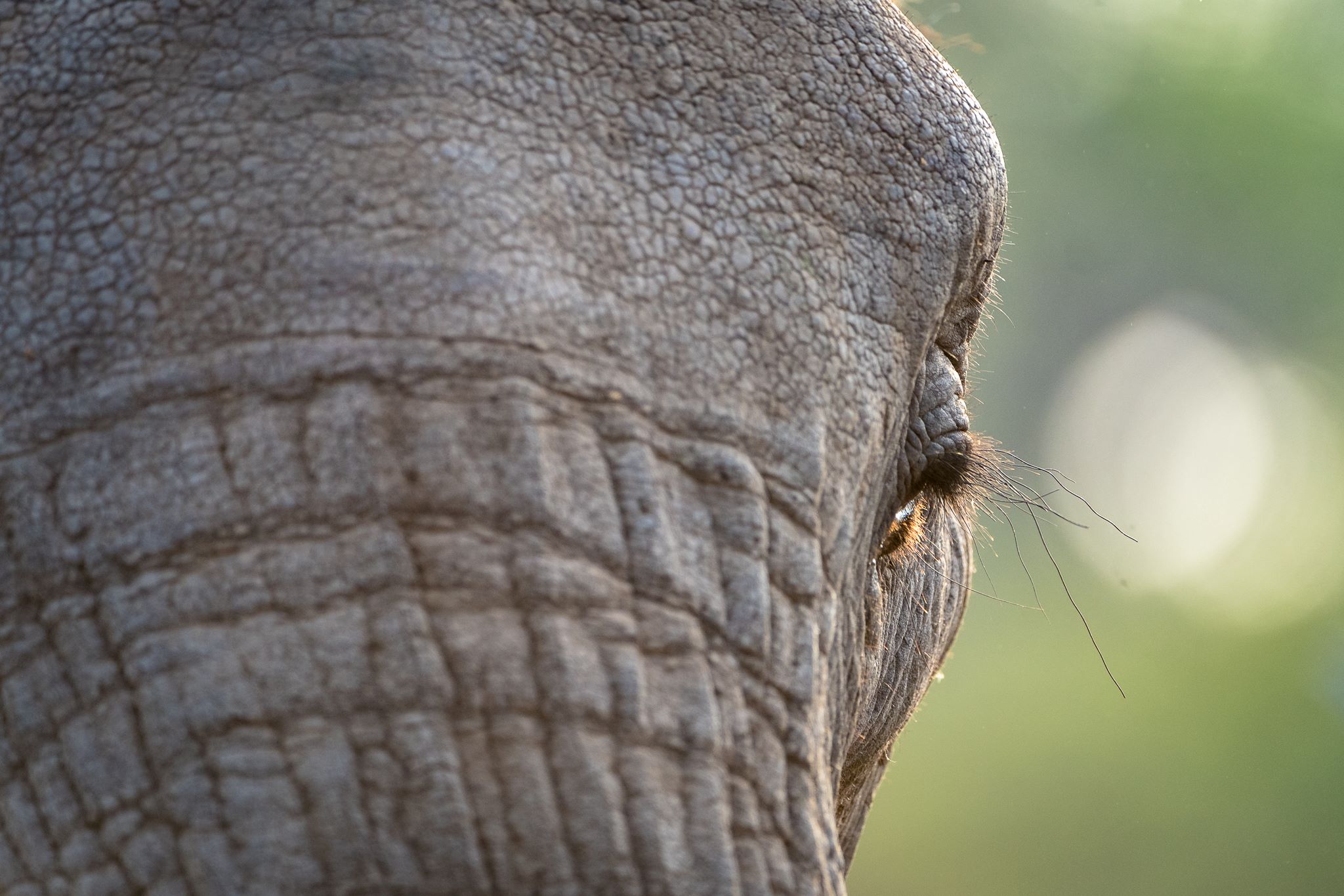 Africa on Foot Elephants