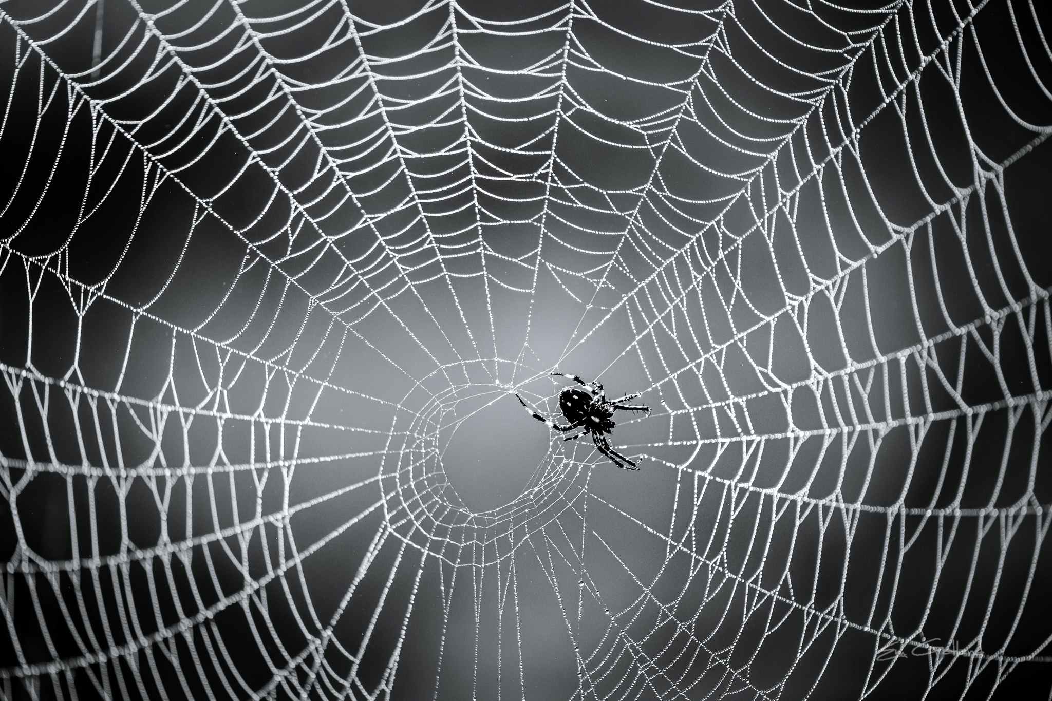 Africa on Foot Spider Web