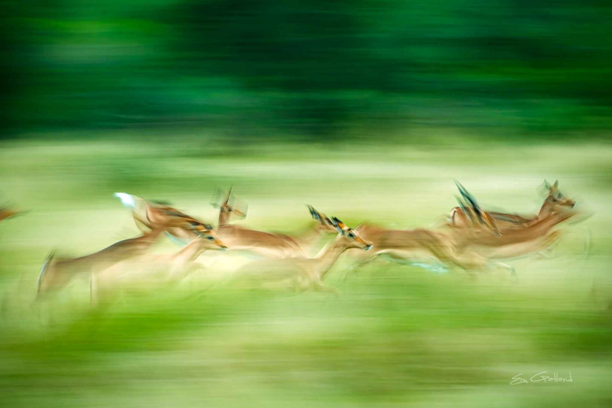 Impala Africa on Foot