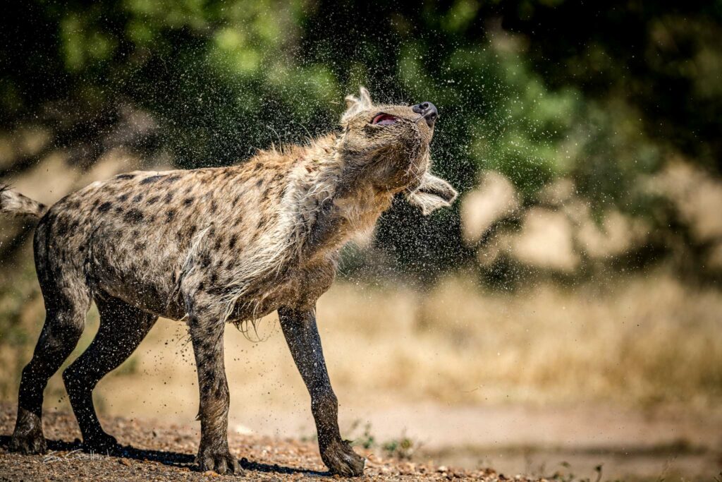 Africa On Foot Hyenas