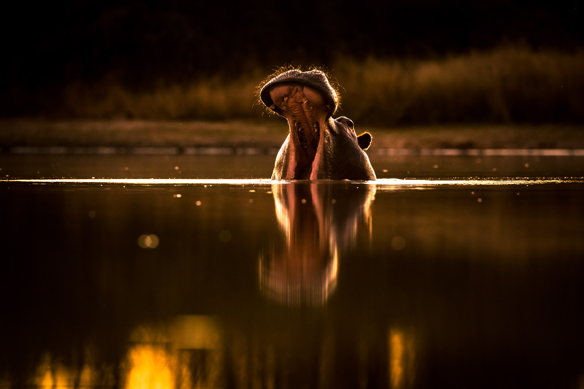 Hippo in the Klaserie
