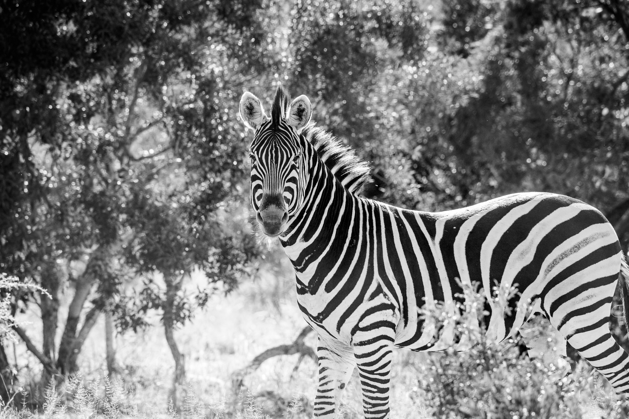 Zebra in the Klaserie Private Nature Reserve