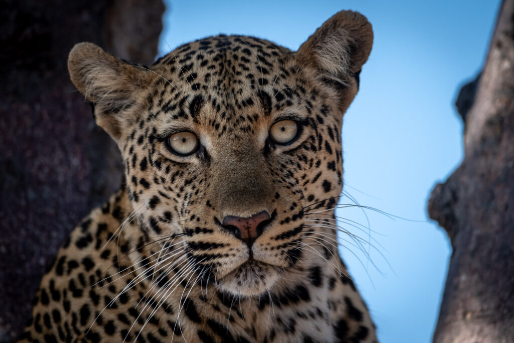 Leopards of Africa on Foot and nThambo Tree Camp